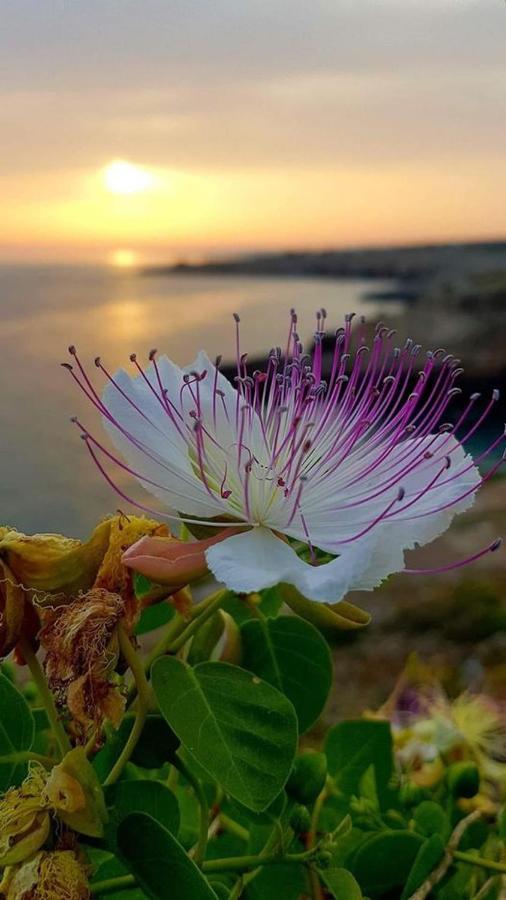 Bed And Breakfast Su Niu Quartucciu Bagian luar foto